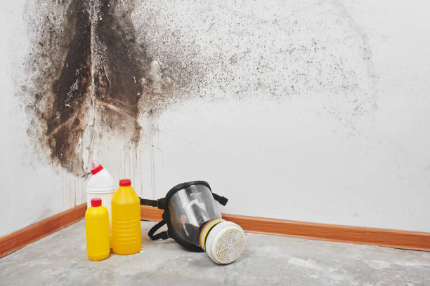 Best Home Mold Removal  in Tri City, OR