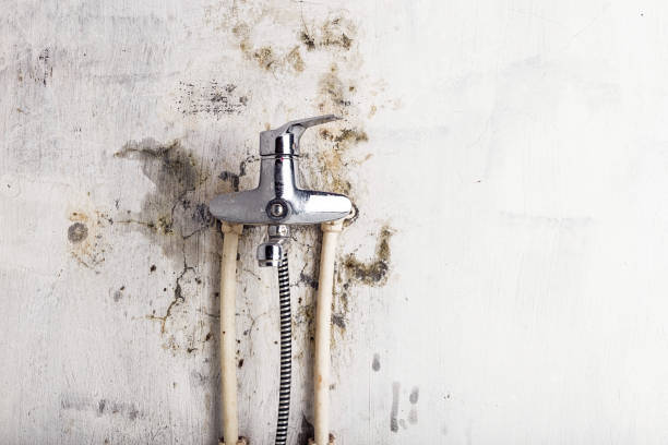 Best Certified Mold Removal  in Tri City, OR