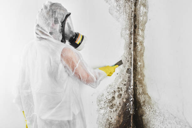 Best Local Mold Removal Service  in Tri City, OR
