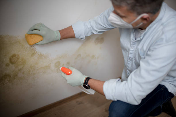 Best Mold Remediation  in Tri City, OR