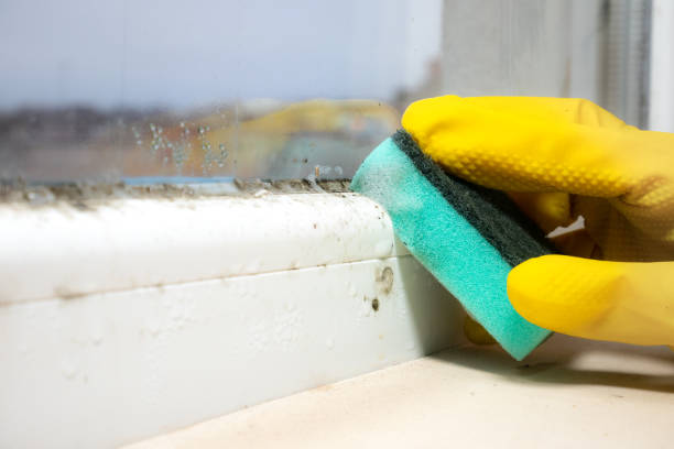 Best Commercial Mold Removal  in Tri City, OR