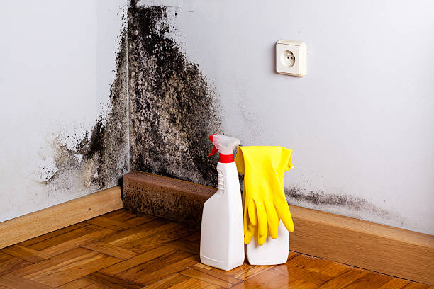 Best Same-Day Mold Removal  in Tri City, OR