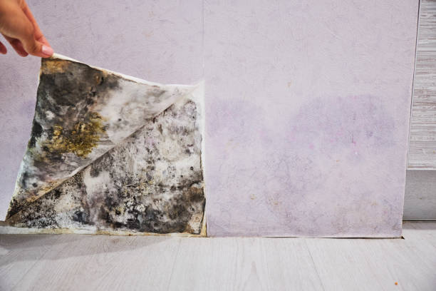 Best Best Mold Removal Companies  in Tri City, OR